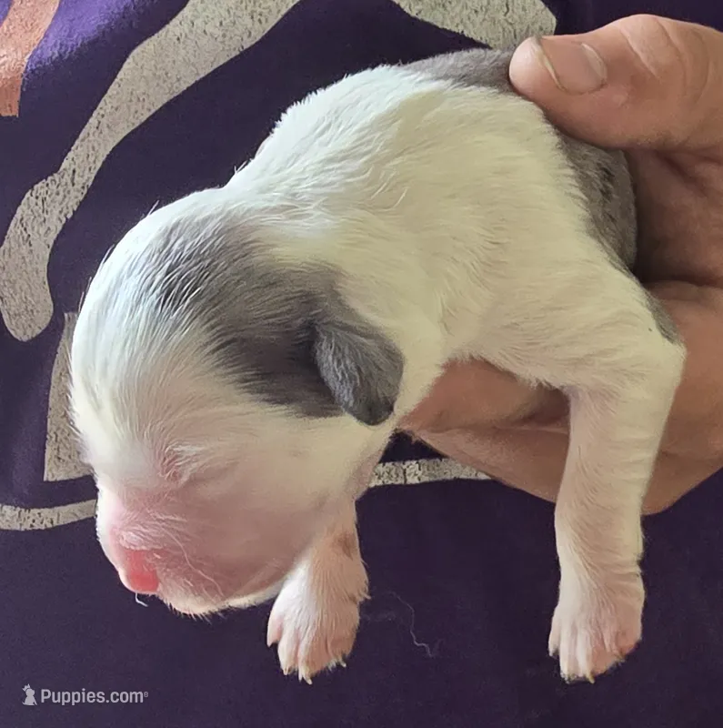 Poppy – Aussalier puppy for sale in Arkport, NY