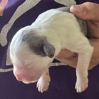 Poppy, a female Aussalier for sale in Arkport, NY – 1 of 2