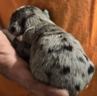 Parker, a male Aussalier for sale in Arkport, NY – 2 of 3