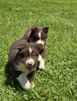 Gus, a male Australian Shepherd for sale in Arkport, NY – 4 of 4