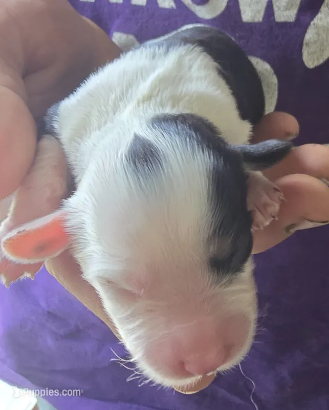 Piper – Aussalier puppy for sale in Arkport, NY