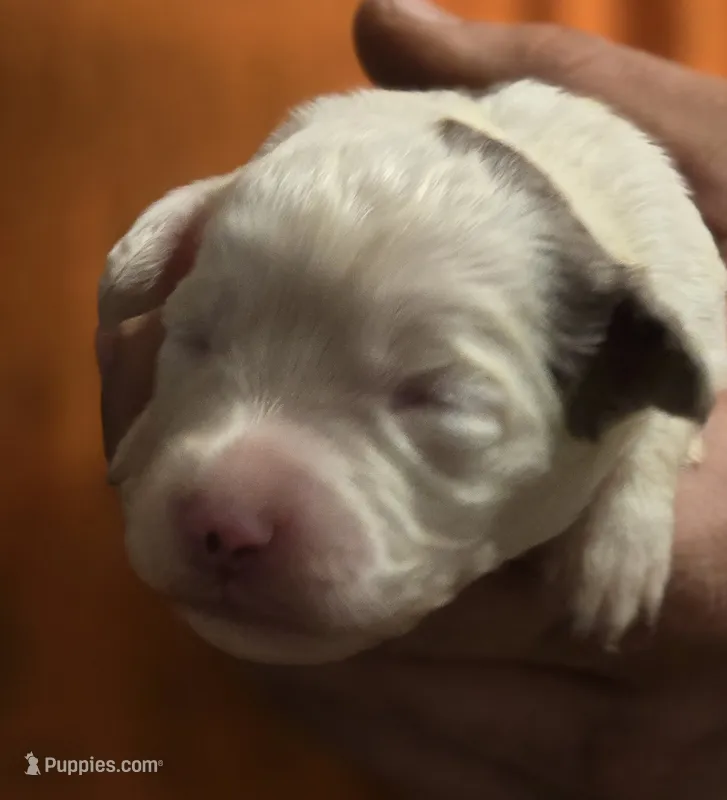 Poppy – Aussalier puppy for sale in Arkport, NY