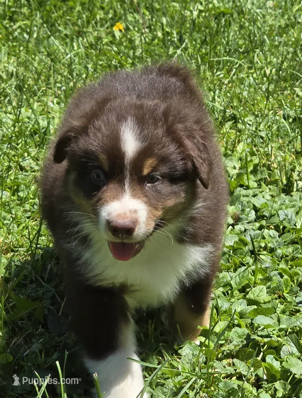 Gus – Australian Shepherd puppy for sale in Arkport, NY