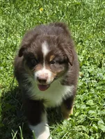 Gus, a male Australian Shepherd for sale in Arkport, NY – 1 of 4