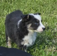 Danny blue eyes, a male Australian Shepherd for sale in Arkport, NY – 4 of 4