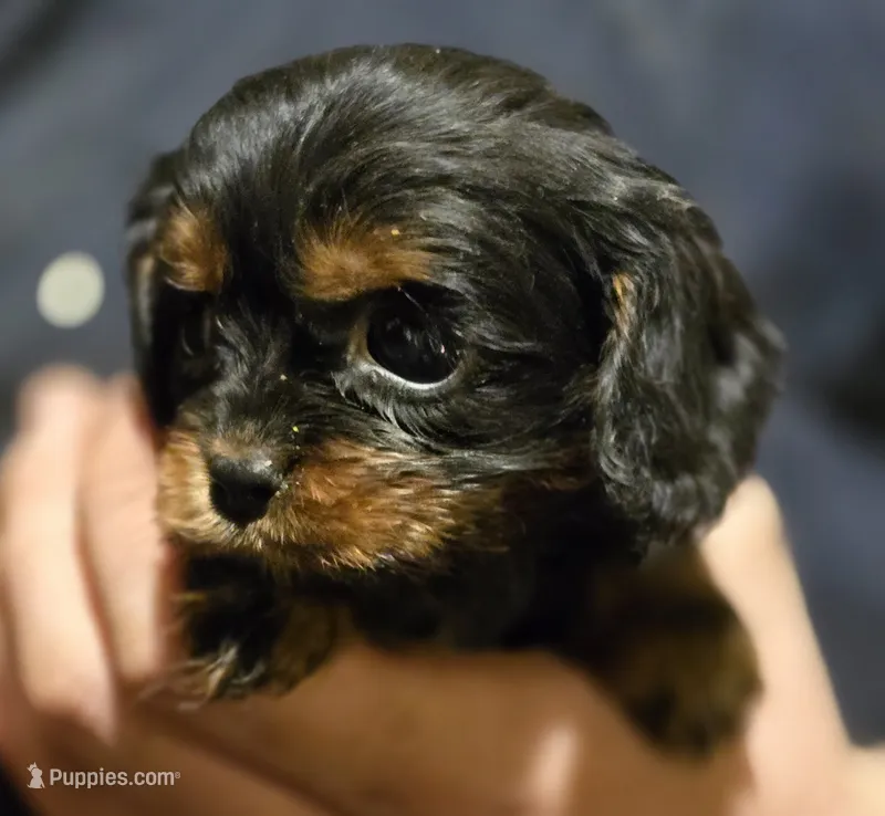 Mia – Cavalier King Charles Spaniel puppy for sale in Arkport, NY