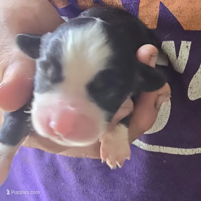 Pearl – Aussalier puppy for sale in Arkport, NY