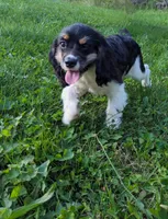 Simon, a male Cockalier for sale in Arkport, NY – Photo 3 of 3