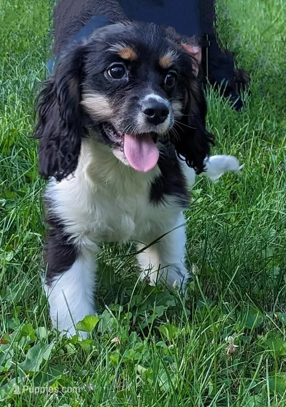 Simon, a male Cockalier for sale in Arkport, NY – Photo 1 of 3