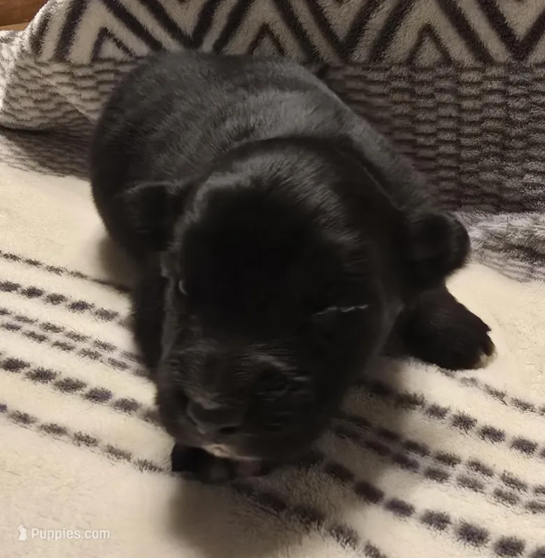 Domino – Australian Shepherd puppy for sale in Arkport, NY