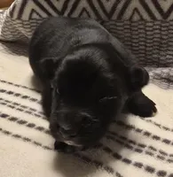 Domino, a male Australian Shepherd for sale in Arkport, NY – Photo 1 of 3