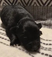 Domino, a male Australian Shepherd for sale in Arkport, NY – Photo 2 of 3