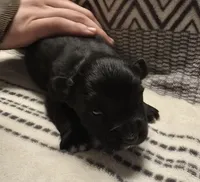 Domino, a male Australian Shepherd for sale in Arkport, NY – Photo 3 of 3