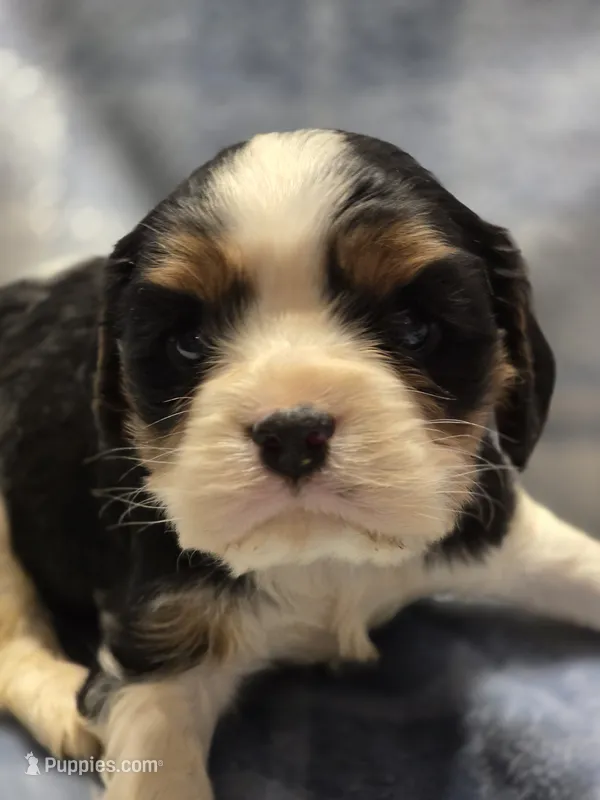 Manly – Cavalier King Charles Spaniel puppy for sale in Arkport, NY