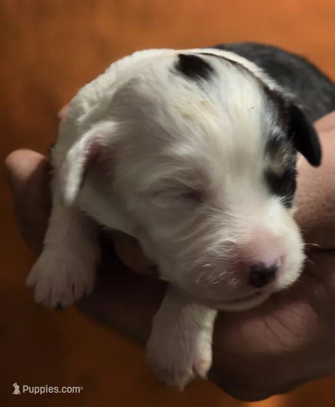 Piper – Aussalier puppy for sale in Arkport, NY