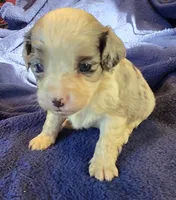 Paisley, a female Aussalier for sale in Arkport, NY – 5 of 5