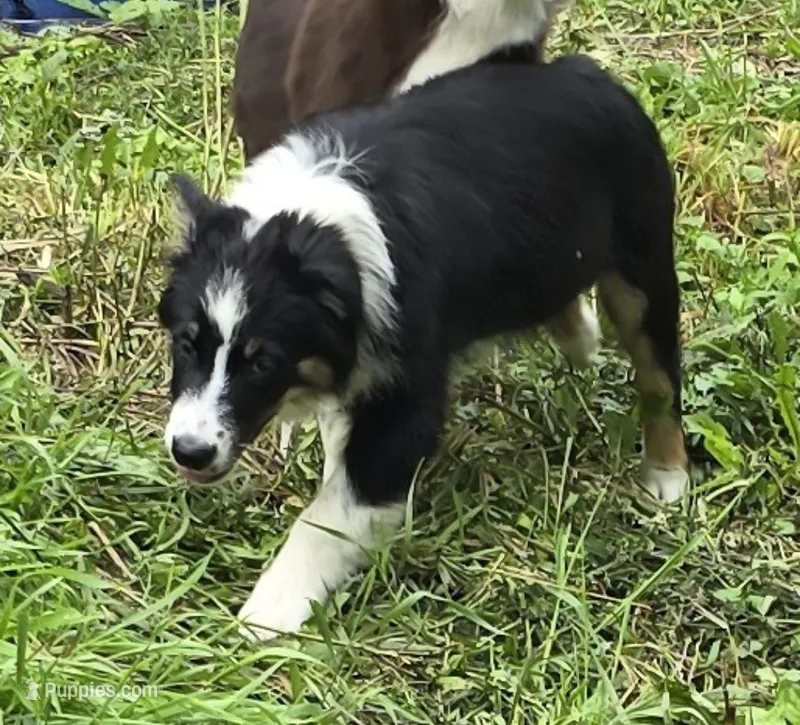 Glow – Australian Shepherd puppy for sale in Arkport, NY