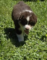 Gabriella, a female Australian Shepherd for sale in Arkport, NY – 3 of 5