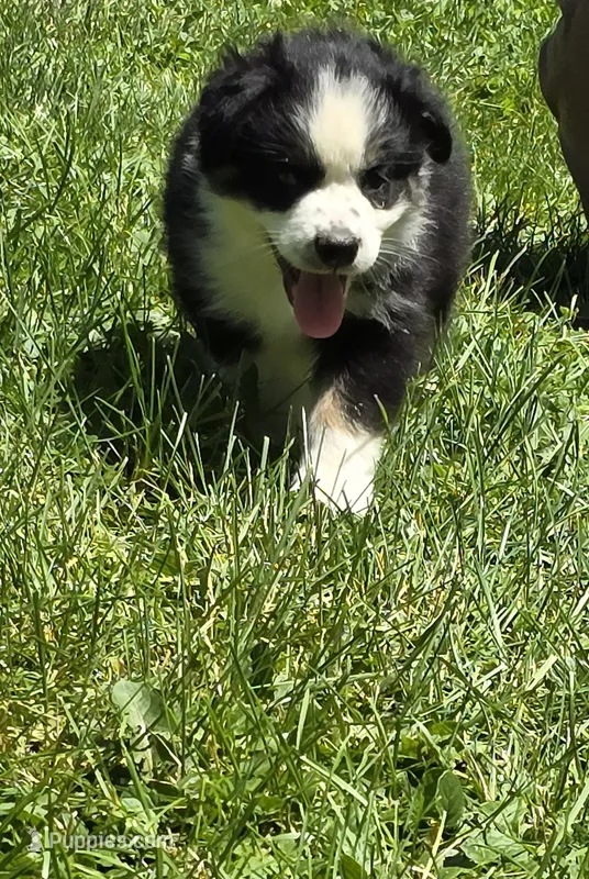 Georgia  – Australian Shepherd puppy for sale in Arkport, NY