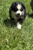 Georgia , a female Australian Shepherd for sale in Arkport, NY – 1 of 8
