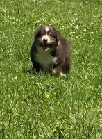 Gus, a male Australian Shepherd for sale in Arkport, NY – 2 of 4