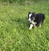 Deja blue eyes, a female Australian Shepherd for sale in Arkport, NY – 6 of 7