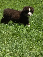 Gemma, a female Australian Shepherd for sale in Arkport, NY – 2 of 3