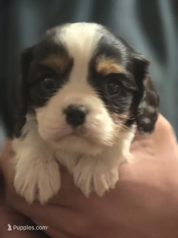 Marky – Cavalier King Charles Spaniel puppy for sale in Arkport, NY