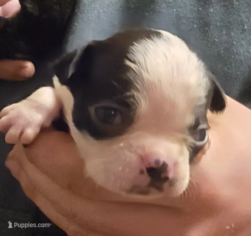 Stanley  – Boston Terrier puppy for sale in Arkport, NY