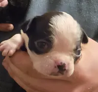 Stanley , a male Boston Terrier for sale in Arkport, NY – 1 of 1
