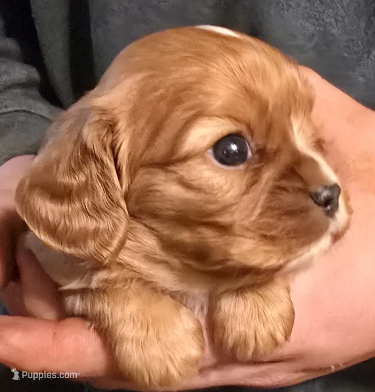 Manly – Cavalier King Charles Spaniel puppy for sale in Arkport, NY