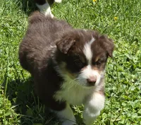 Gabriella, a female Australian Shepherd for sale in Arkport, NY – 5 of 5