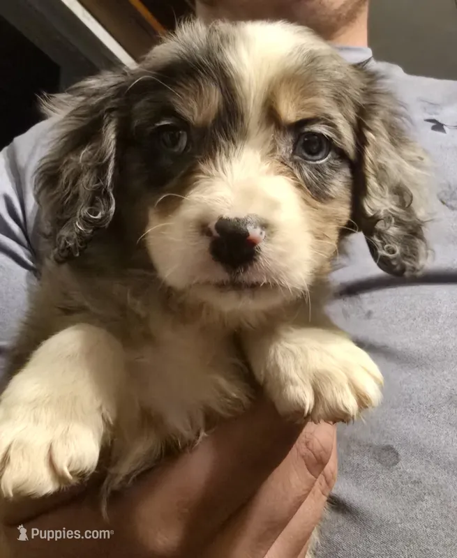 Parker – Aussalier puppy for sale in Arkport, NY
