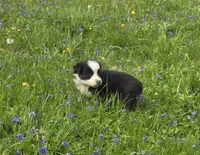 Deja, a female Australian Shepherd for sale in Arkport, NY – 2 of 3