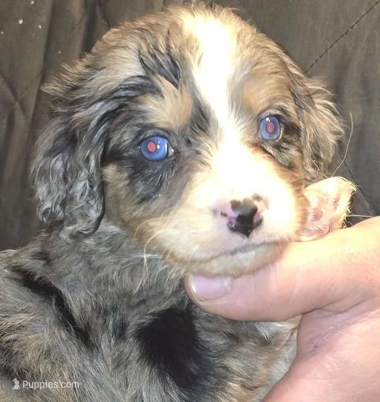 Parker – Aussalier puppy for sale in Arkport, NY