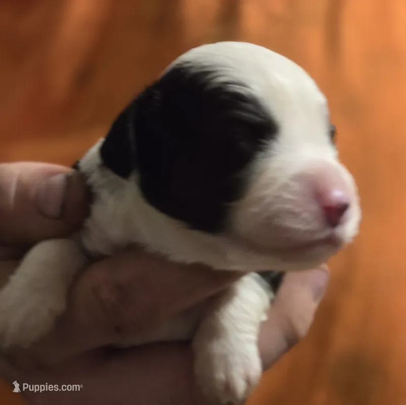 Prince – Aussalier puppy for sale in Arkport, NY