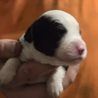 Prince, a male Aussalier for sale in Arkport, NY – 1 of 2