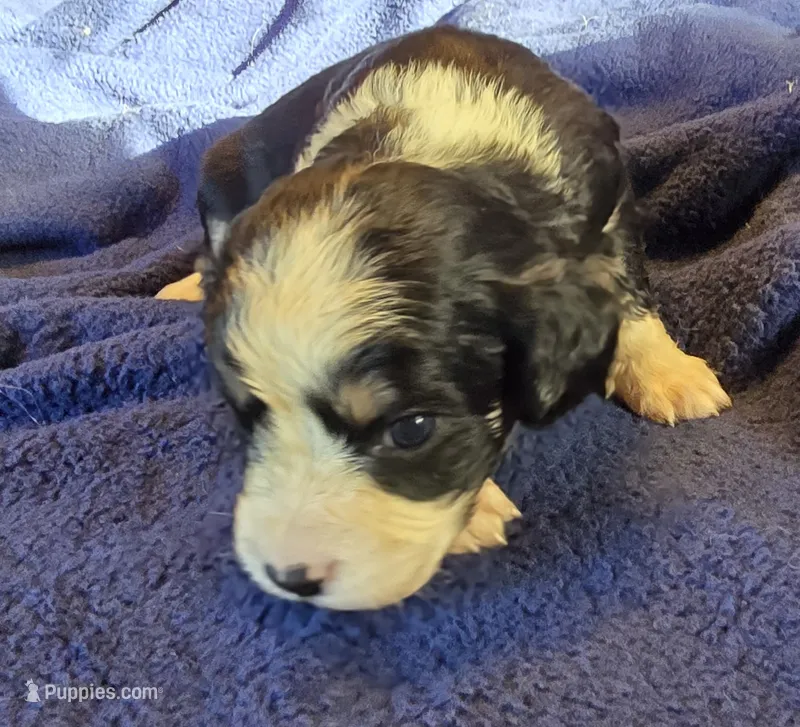 Pearl – Aussalier puppy for sale in Arkport, NY