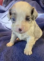 Paisley, a female Aussalier for sale in Arkport, NY – 3 of 5