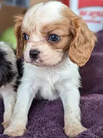 Alice, a female Cavalier King Charles Spaniel for sale in Arkport, NY – Photo 2 of 3