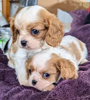Alice, a female Cavalier King Charles Spaniel for sale in Arkport, NY – Photo 1 of 3