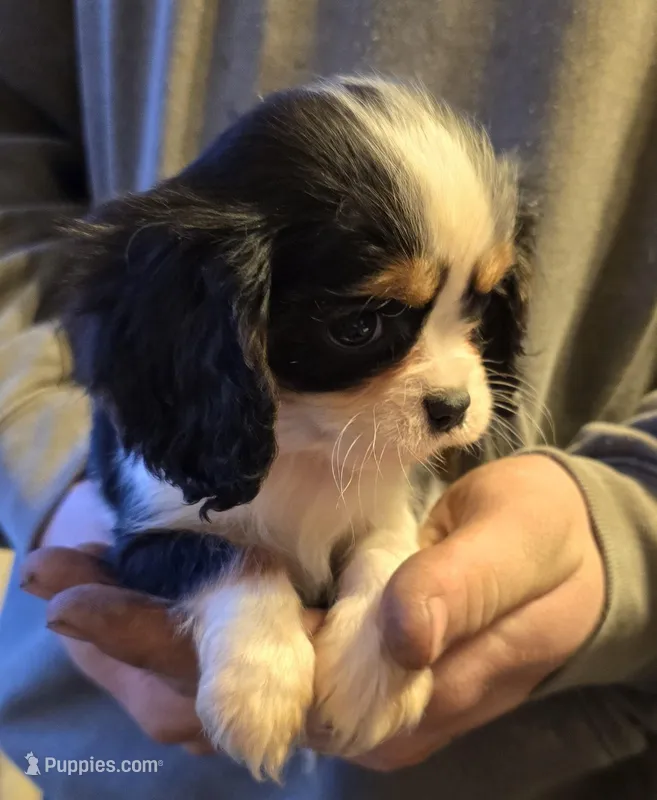 Mandy – Cavalier King Charles Spaniel puppy for sale in Arkport, NY