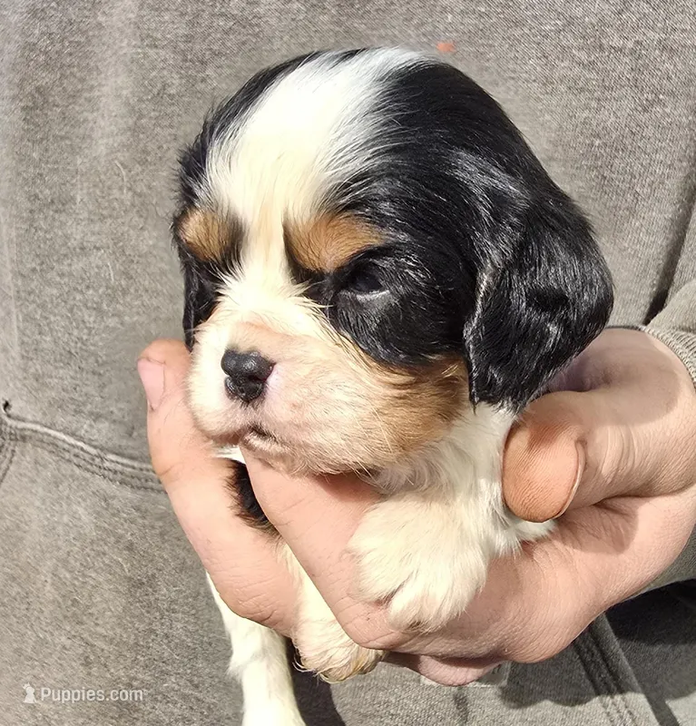 Mandy – Cavalier King Charles Spaniel puppy for sale in Arkport, NY