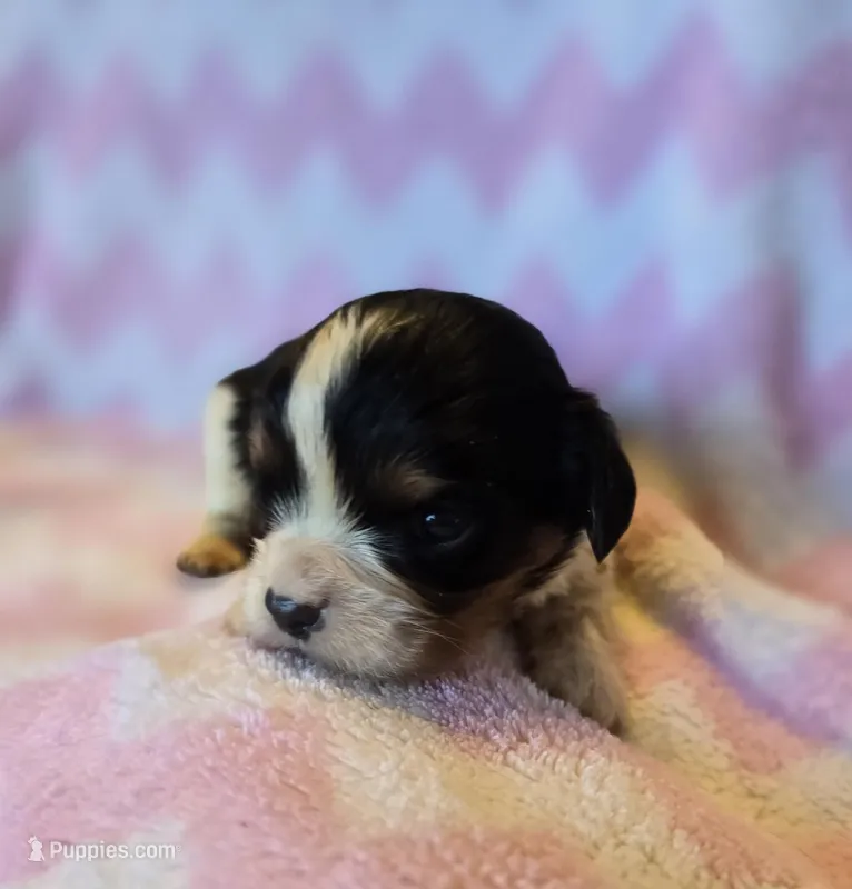 Charity – Cavalier King Charles Spaniel puppy for sale in Arkport, NY