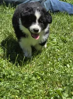 Glow, a female Australian Shepherd for sale in Arkport, NY – 3 of 5