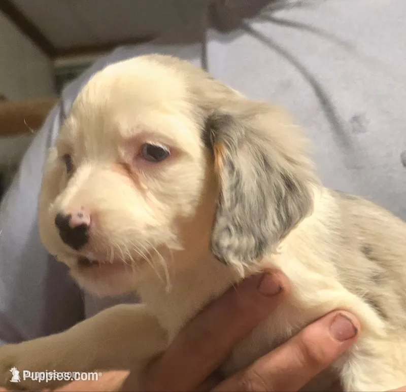 Poppy – Aussalier puppy for sale in Arkport, NY