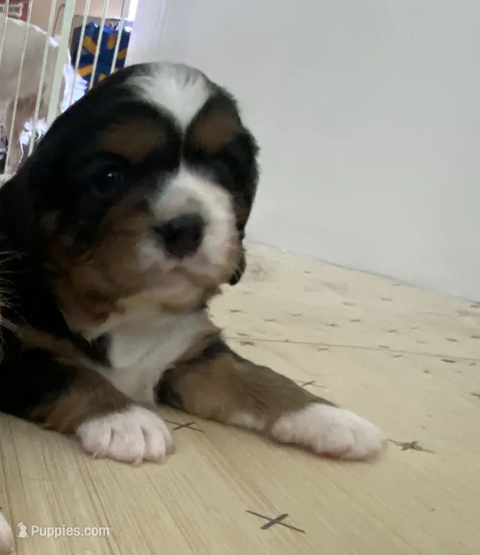 Heidi – Cavalier King Charles Spaniel, Aussalier puppy for sale in Arkport, NY