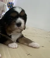 Heidi, a female Cavalier King Charles Spaniel and Aussalier for sale in Arkport, NY – 1 of 2