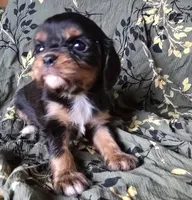 Mary, a female Cavalier King Charles Spaniel for sale in Arkport, NY – Photo 4 of 5