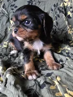 Mary, a female Cavalier King Charles Spaniel for sale in Arkport, NY – Photo 3 of 5